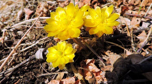 1489724835 adonis. foto viktor storozhuk Економічні новини