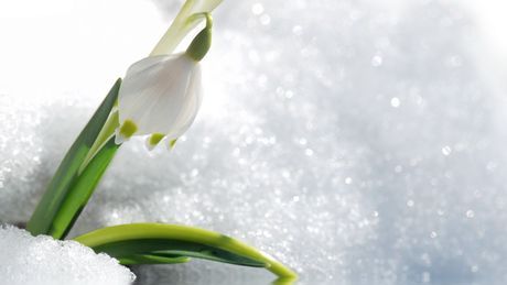 snowdrop in snow 1920x1080 wallpaper Економічні новини