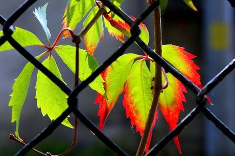 foliage 4466229 960 720 Економічні новини