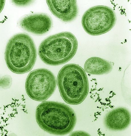 1159px prochlorococcus marinus1 Економічні новини - головні новини України та світу