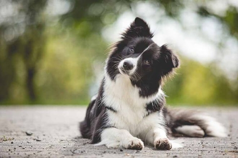 border collie 5 e1613297505321 Економічні новини