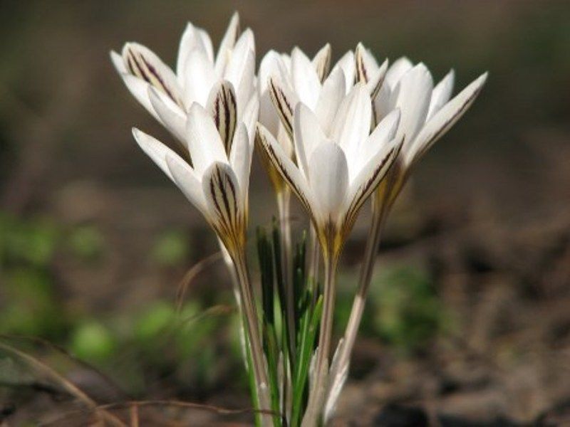 crocus reticulatus Економічні новини