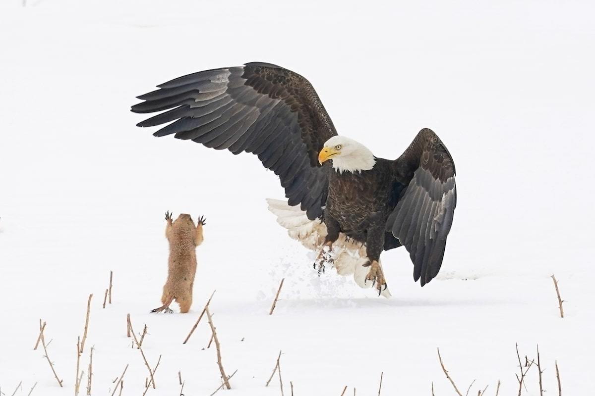 Підведені підсумки наймилішої фотопремії Comedy Wildlife Photography Awards – кумедні фото