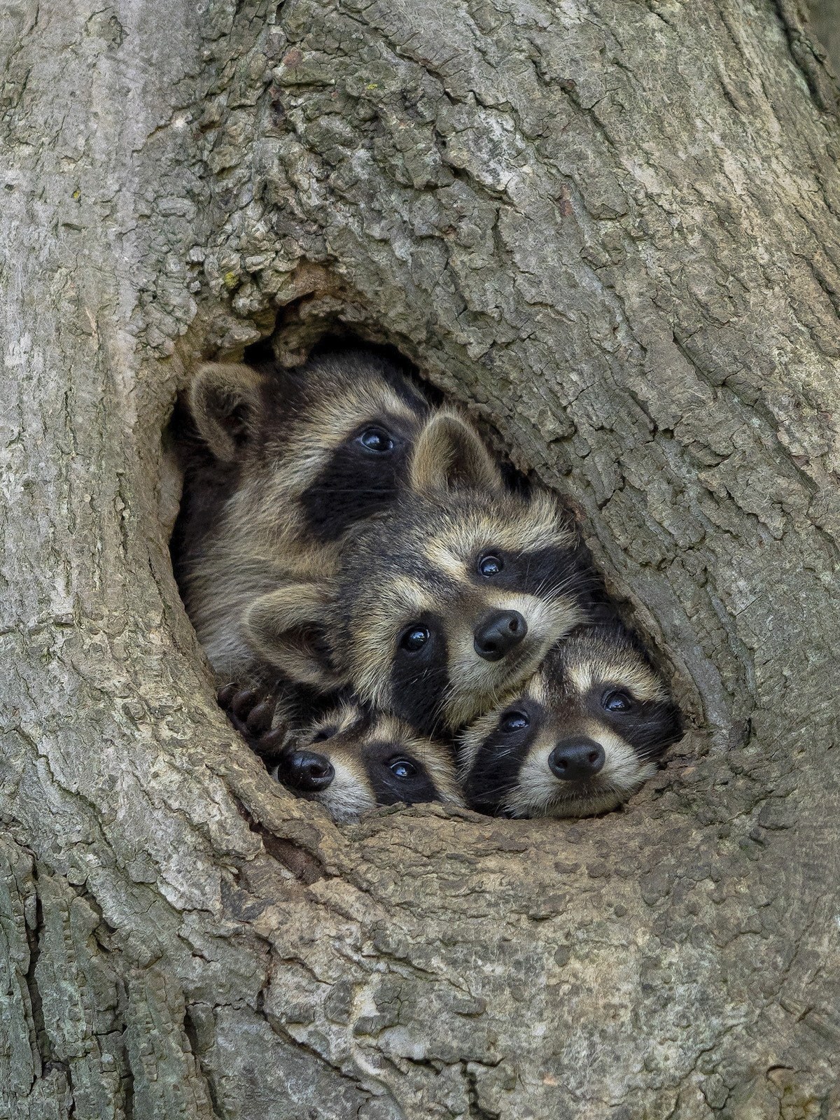 Підведені підсумки наймилішої фотопремії Comedy Wildlife Photography Awards – кумедні фото