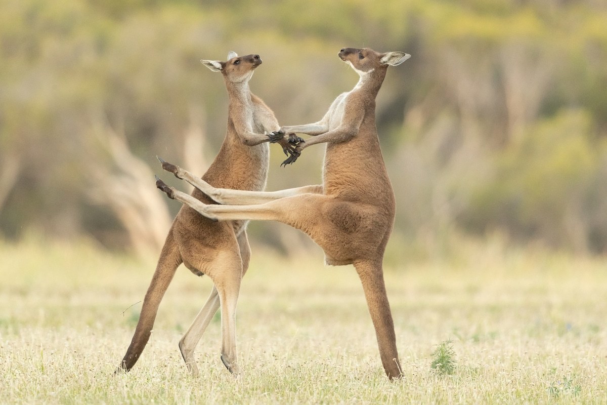 Підведені підсумки наймилішої фотопремії Comedy Wildlife Photography Awards – кумедні фото