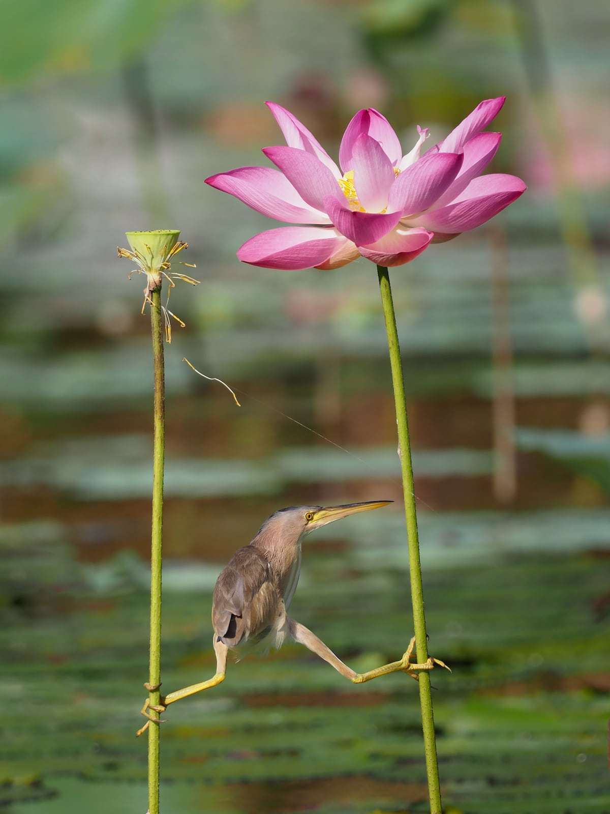 Підведені підсумки наймилішої фотопремії Comedy Wildlife Photography Awards – кумедні фото