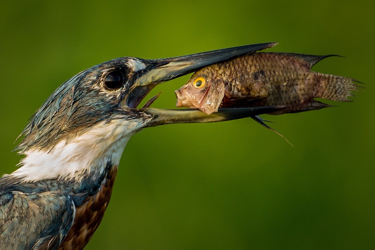 Підведені підсумки наймилішої фотопремії Comedy Wildlife Photography Awards – кумедні фото