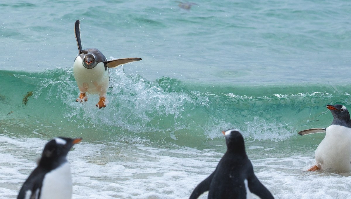 Підведені підсумки наймилішої фотопремії Comedy Wildlife Photography Awards – кумедні фото