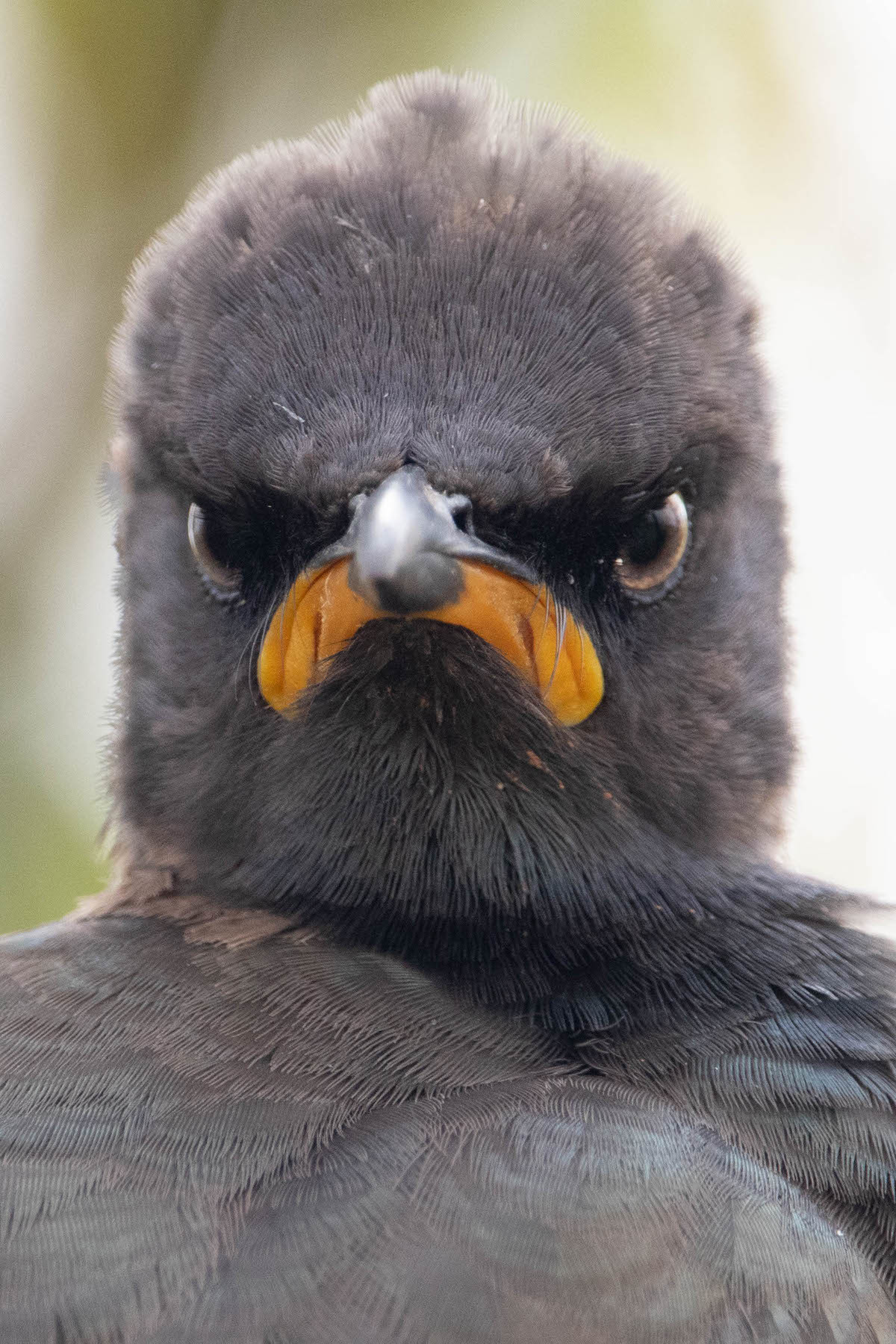 Підведені підсумки наймилішої фотопремії Comedy Wildlife Photography Awards – кумедні фото