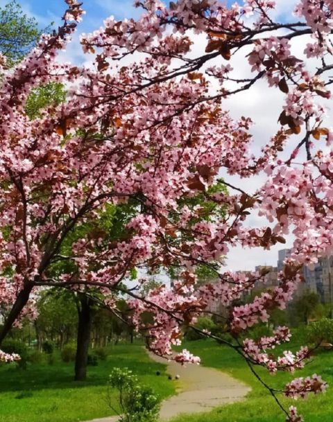 Парк на Троещине превратился в цветущий сад сакуры.  ФОТОрепортаж