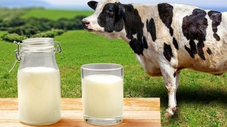 109895866 milkcow Економічні новини