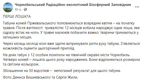 В Чернобыльском заповеднике у исчезающих лошадей Пржевальского появилось потомство (ФОТО)