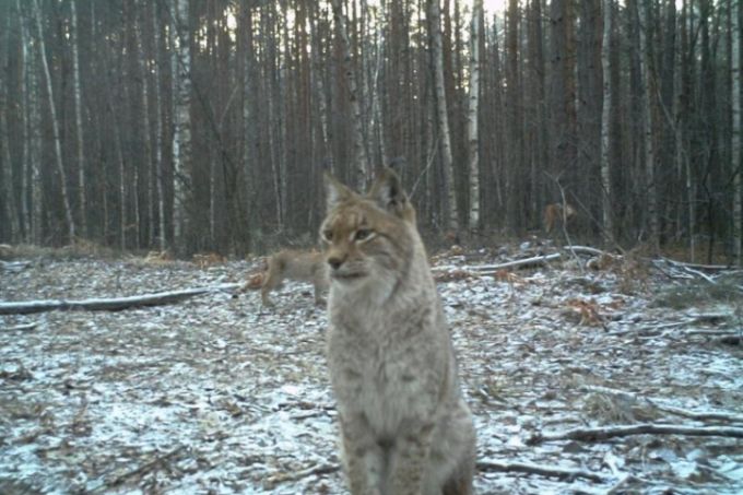 chernobyl4 Економічні новини