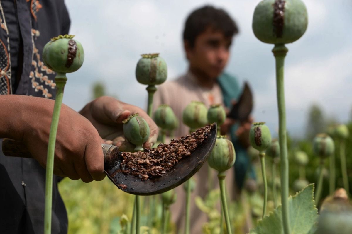 opium Економічні новини