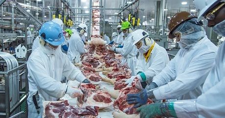 pig processing plant Економічні новини