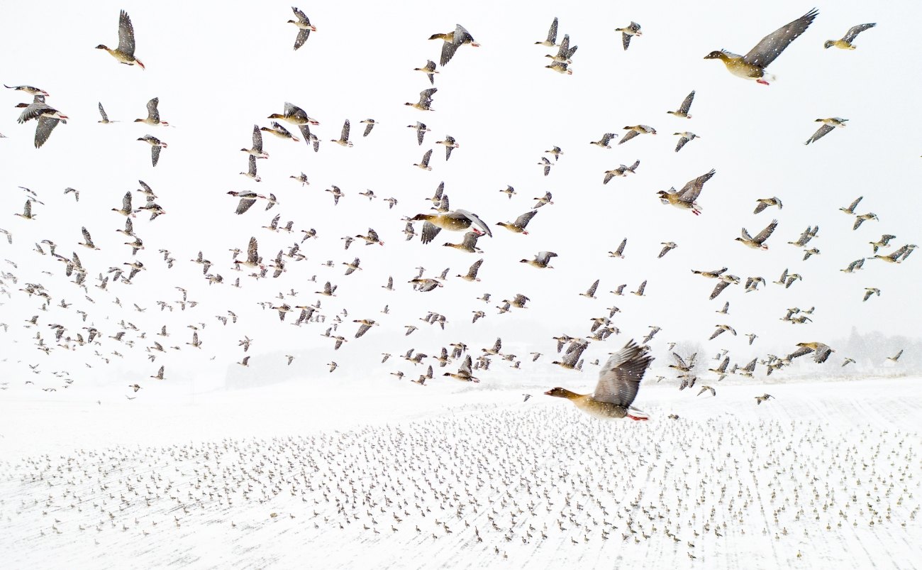 Визначено переможців фотоконкурсу Drone Photo Awards 2021 (ФОТО)