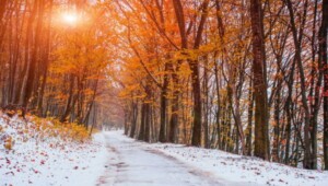 depositphotos 56499563 stock photo first snow in the forest Економічні новини