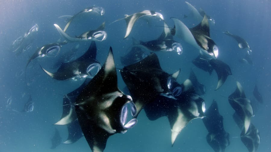 http cdn.cnn .com cnnnext dam assets 211215235314 01 reef manta rays restricted Економічні новини