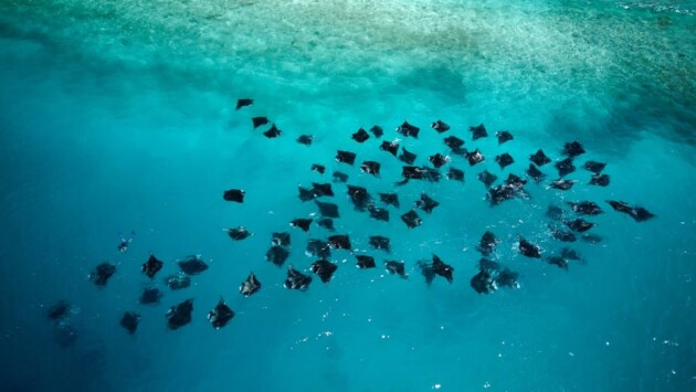 http cdn.cnn .com cnnnext dam assets 211216002019 03 reef manta rays restricted Економічні новини