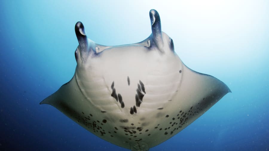 http cdn.cnn .com cnnnext dam assets 211216002230 05 reef manta rays restricted Економічні новини