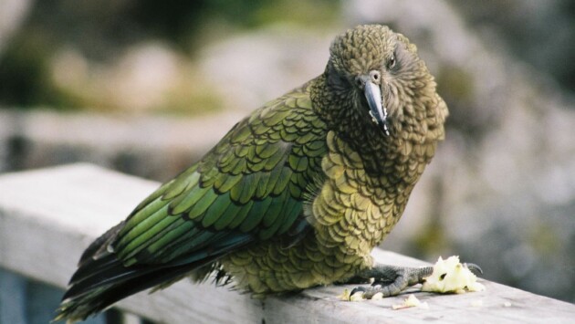 new zealand kea bird Економічні новини