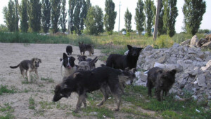 stray dogs rus Економічні новини