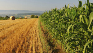 agriculture Економічні новини - головні новини України та світу