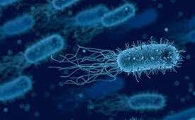 bakterija Економічні новини - головні новини України та світу