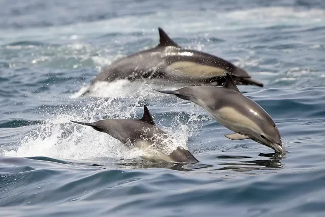 dolphins