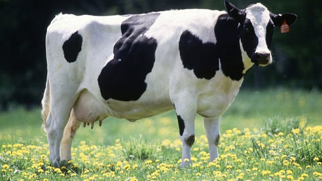 cow female black white Економічні новини - головні новини України та світу