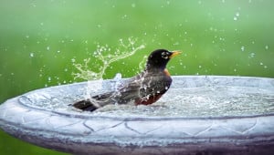 bird bath 5290285 1280 Економічні новини - головні новини України та світу