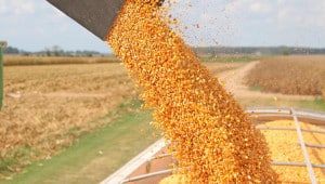 cornharvestdfp01 Економічні новини