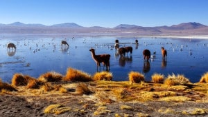 hero uyuni bolivia credit gettyi Економічні новини - головні новини України та світу