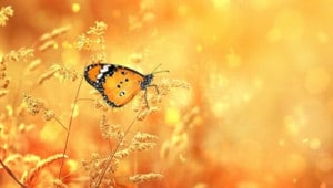 zh 1 589x391 1 Економічні новини - головні новини України та світу