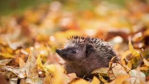 1642001366 4 pibig info p osen s Економічні новини - головні новини України та світу