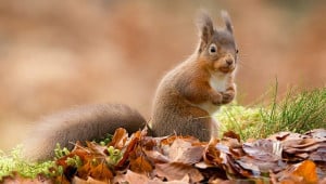 animal squirrel fall rodent wall Економічні новини - головні новини України та світу