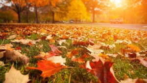 osinnye zoloto Економічні новини - головні новини України та світу