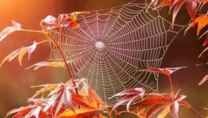 sgpt99bafoqwmzc661ogbped2zrm4nvi Економічні новини - головні новини України та світу