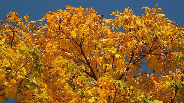 chestnut leaves autumn fall colo Економічні новини - головні новини України та світу