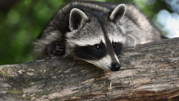 raccoon on log Економічні новини - головні новини України та світу