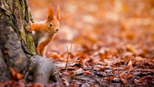 f85f54hv5t8nagusjkoh Економічні новини - головні новини України та світу