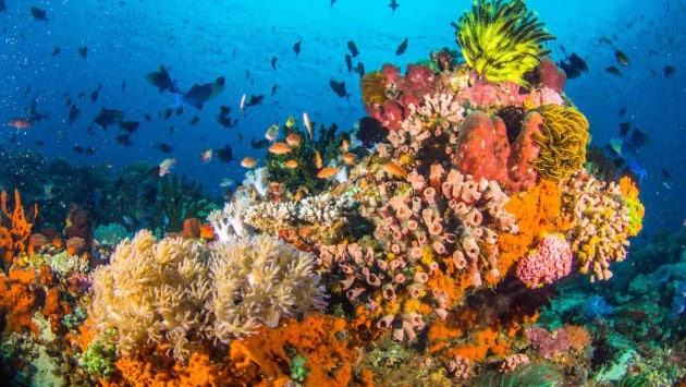 for coral reefs some protection large Економічні новини - головні новини України та світу