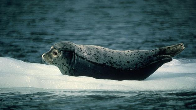 800px harbour seal Економічні новини - головні новини України та світу