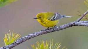 1666806522 2 celes club p zhelta Економічні новини - головні новини України та світу