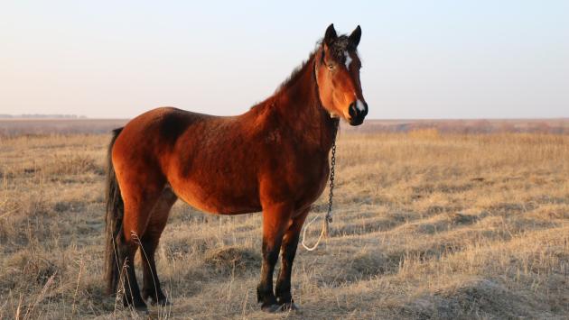 horse 5377579 1280 Економічні новини - головні новини України та світу