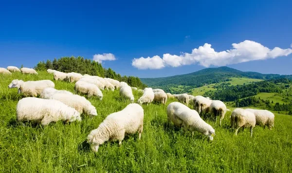 depositphotos 4167443 stock photo sheep herd Економічні новини - головні новини України та світу