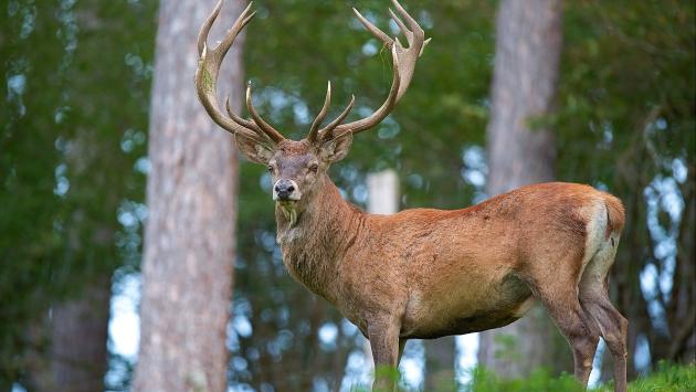 cervus elaphus luc viatour 6 Економічні новини - головні новини України та світу