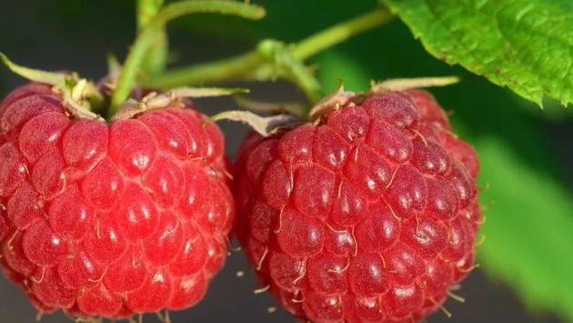 raspberries 34545041280 Економічні новини - головні новини України та світу