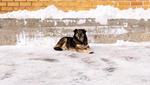 dog l Економічні новини - головні новини України та світу