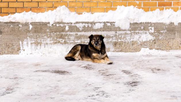 dog l Економічні новини - головні новини України та світу